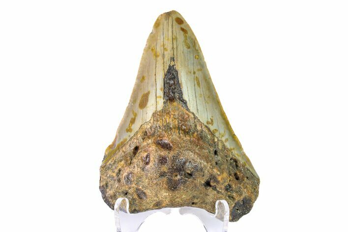 Bargain, Fossil Megalodon Tooth - North Carolina #153056